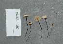 Marasmius rotula image